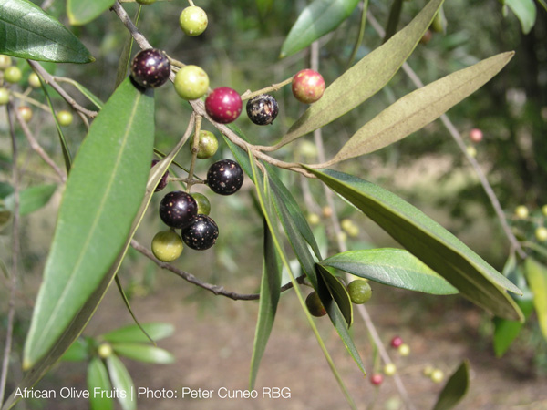 African Olive Fruit