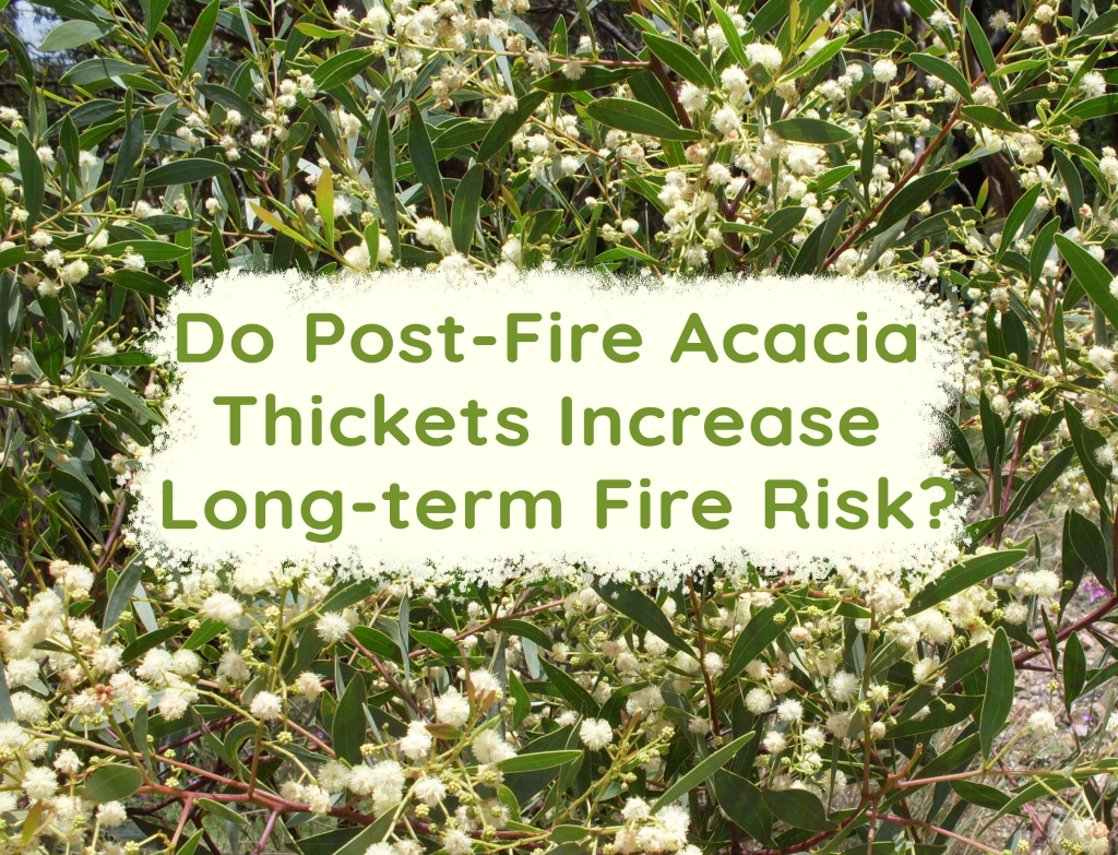 Do Post-Fire Acacia Thickets Increase Long-term Fire Risk?