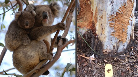Bark eating koala and chewed tree