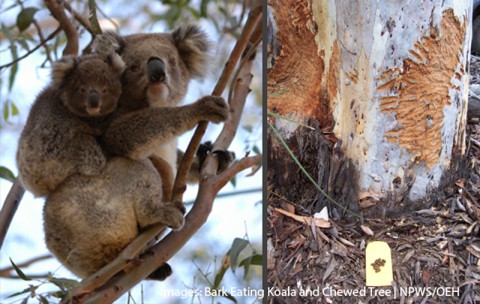 Bark eating koala and chewed tree